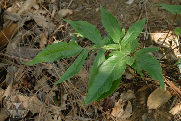 Tectaria subtriphylla